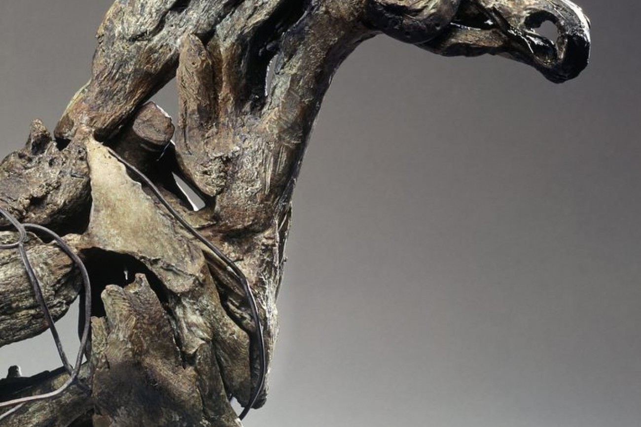 Rara (Head) - © Heather Jansch. All Rights Reserved.