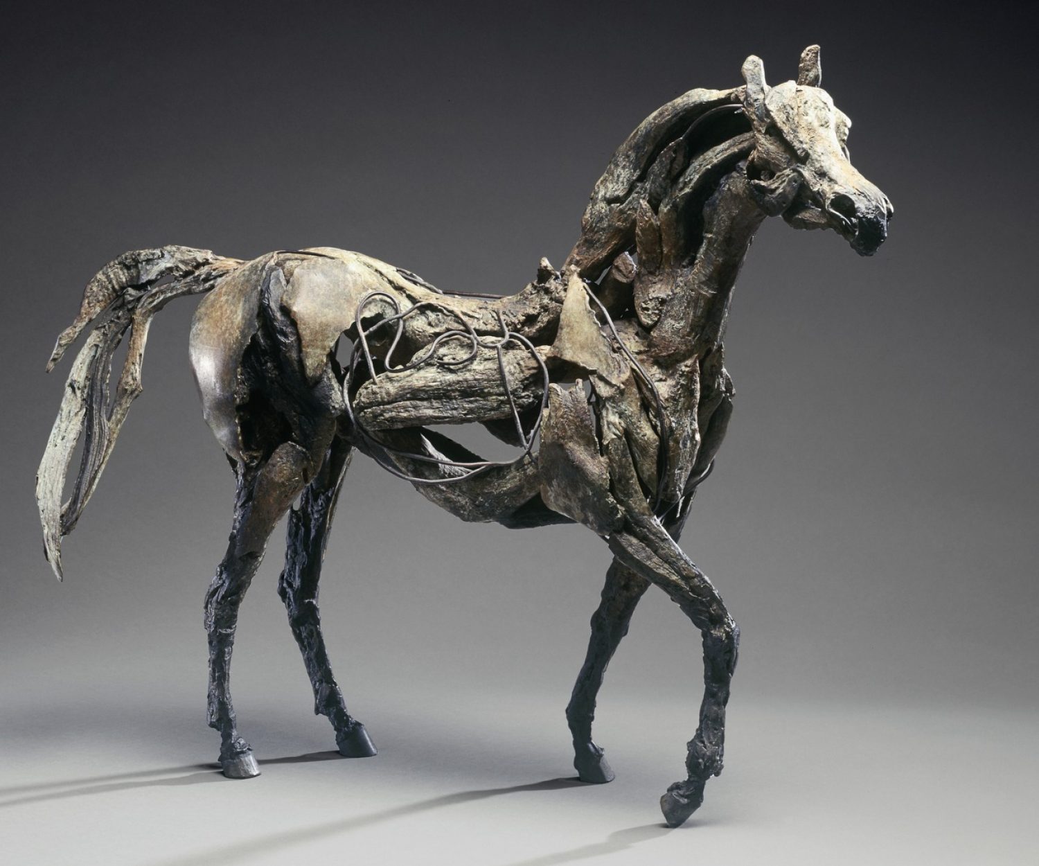 Rara - © Heather Jansch. All Rights Reserved.