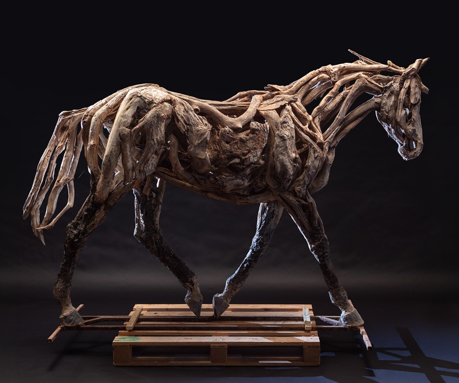 Paloma by Heather Jansch